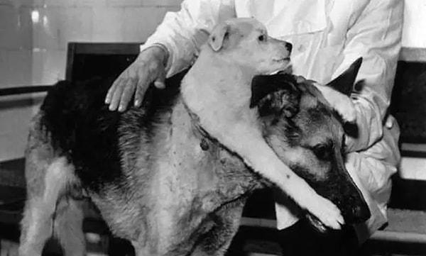Demikhov'un öncülük ettiği deneyde, bir köpek yavrusunun başını, ön ayaklarıyla birlikte yetişkin bir köpeğe naklederek çift başlı köpek elde edildi.