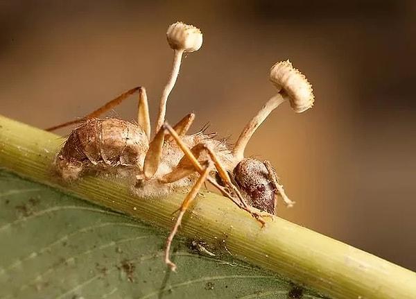 The main story is based on a documentary about the cordyceps fungus taking over the ants' brains, controlling their minds to destroy colonies.