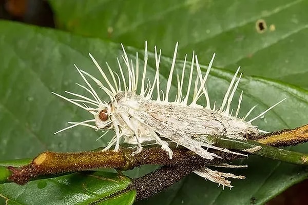 The cordyceps fungus was not on the World Health Organization's list of fungi that threaten humans, but over time, this fungus can also mutate.