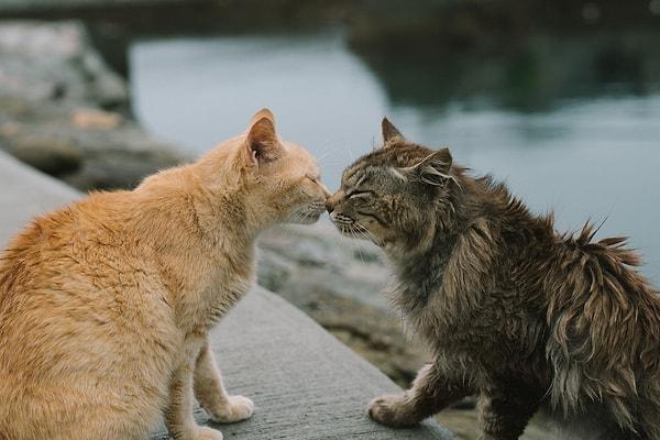 2. Kedilerin birbirini selamladığı gibi onlara yaklaşın.