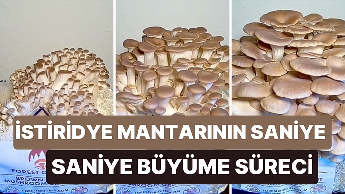 Kahverengi İstiridye Mantarının Saniye Saniye Nasıl Büyüdüğünü Görmek İster miydiniz?