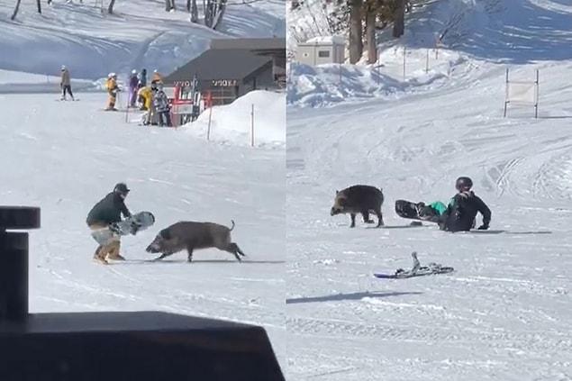 Bir adam snowboard yaparken hızla üzerine bir yaban domuzu koşmaya başladı.