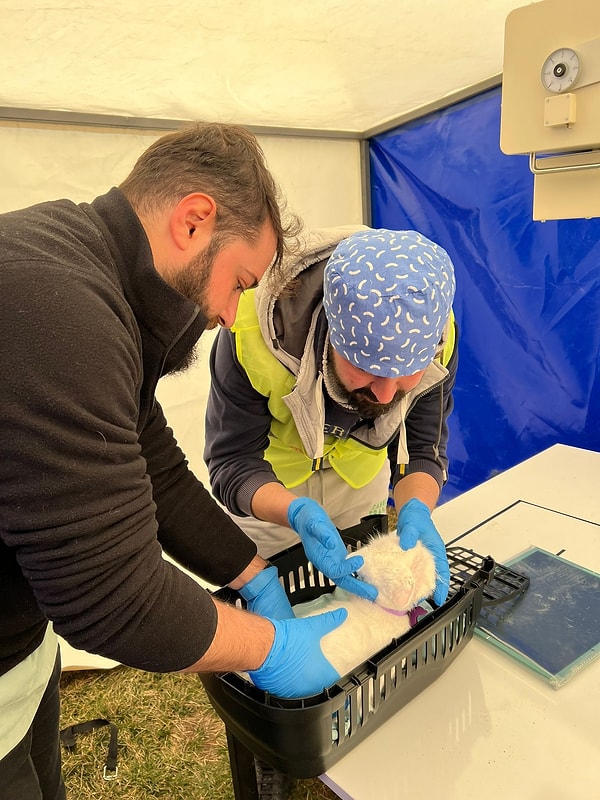 Örneğin Türk Veteriner Hekimler Birliği'nin talimatı ile gönüllü veterinerler tarafından Adıyaman'da bir hayvan tedavi merkezi kuruldu.