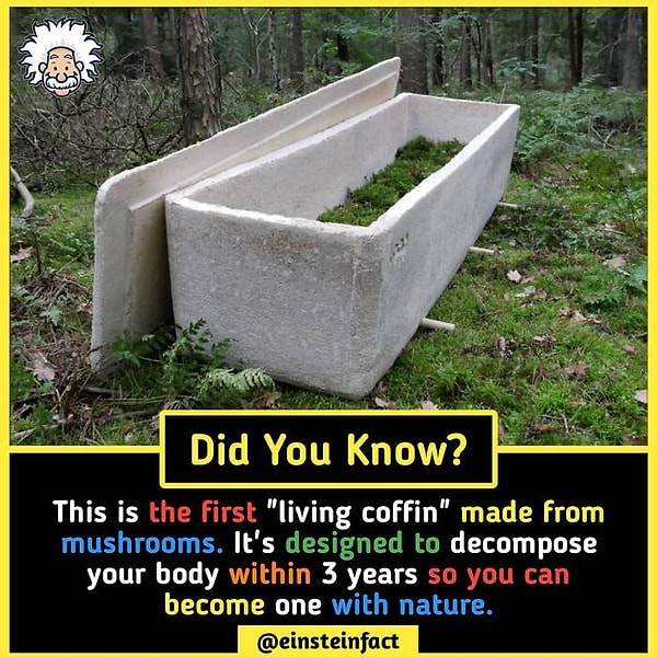 7. Первый "живой гроб", сделанный из грибов. Он спроектирован так, чтобы тело могло разложиться в нем за три года. Таким образом, погибший становиться единым целом с природой.