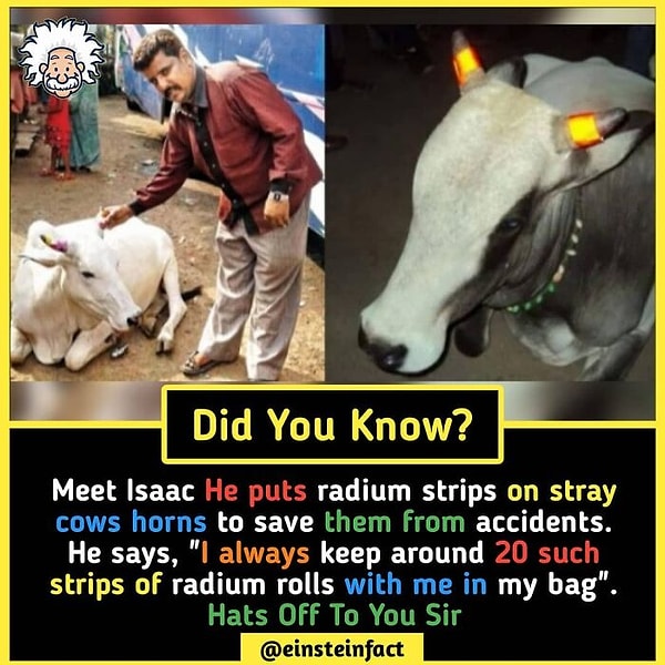 10. Этого мужчину зовут Айзек. Он надевает кольца из радия на рога бродячих коров, чтобы уберечь их от несчастных случаев. По словам Айзека, он носит собой в кармане около 20 радиевых колец на такие случаи.