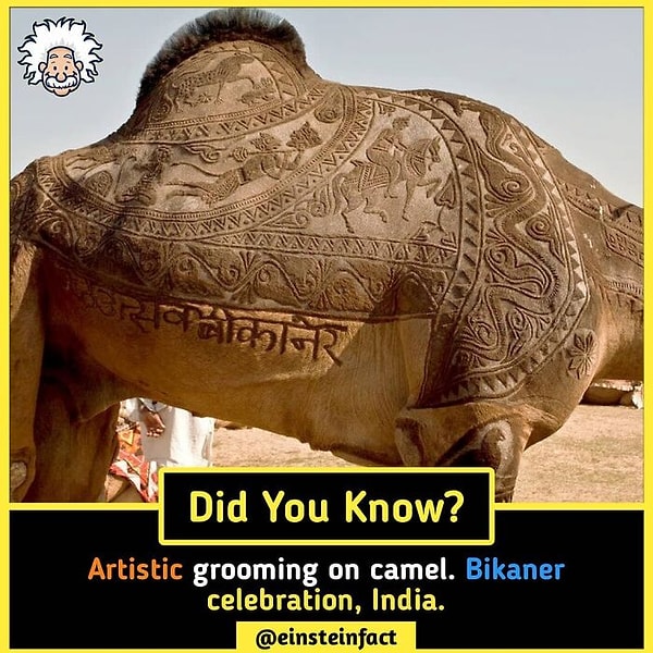 15. Художественный грумминг верблюда на Биканерском фестиваль верблюдов, Индия