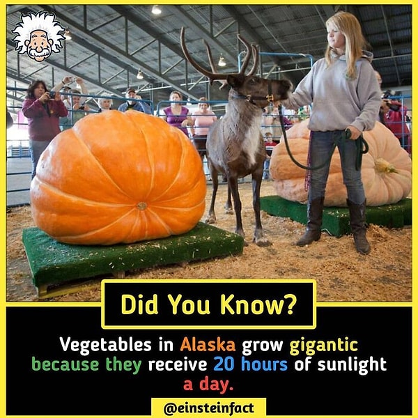 16. Овощи в Аляске достигают гигантских размеров, т.к. они находятся под воздействием солнца 20 часов в сутки