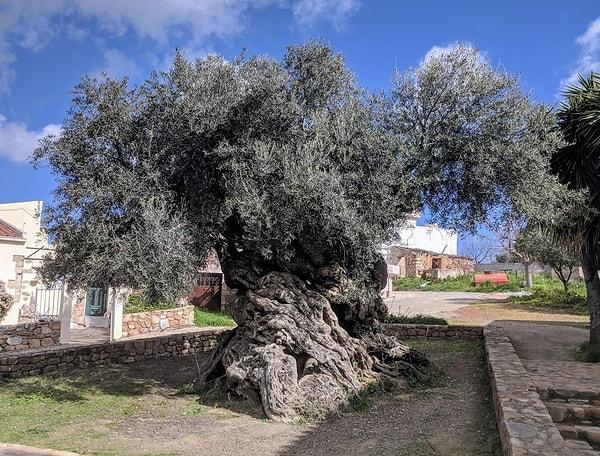 11. Dünyanın en eski zeytin ağacı olduğu düşünülen ve hala zeytin veren Yunanistan'ın Girit kentindeki Vouves zeytin ağacı👇