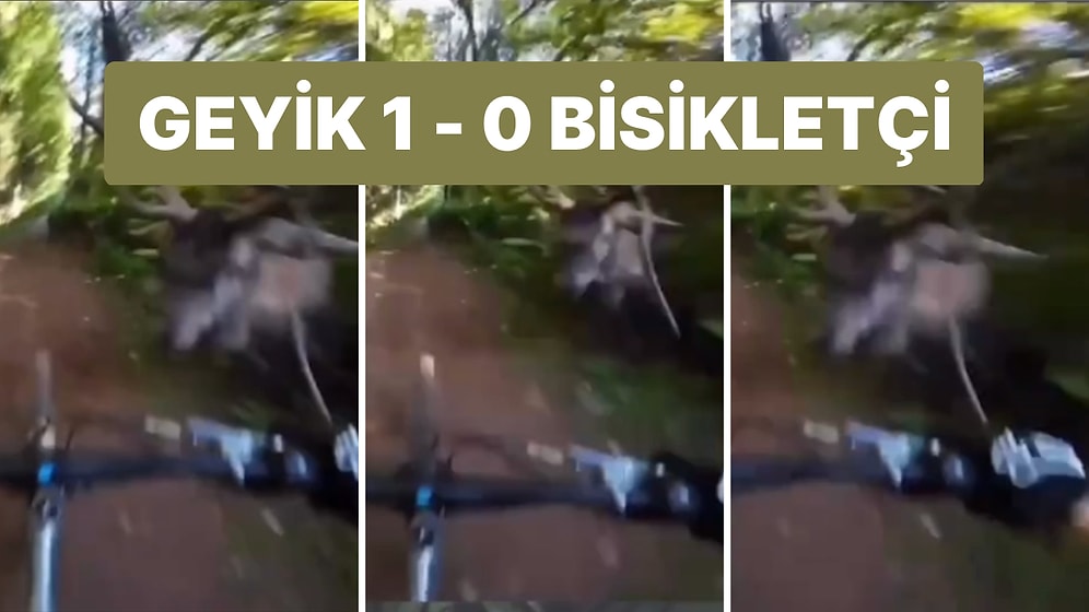 Ormanda Bisiklet Sürerken Kendi Halinde Koşan Bir Geyikle Çarpışan Bisikletçi