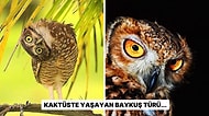 Ölümü mü Çağırıyorlar? Baykuşlarla İlgili Birbirinden İlgi Çekici 15 Gerçek