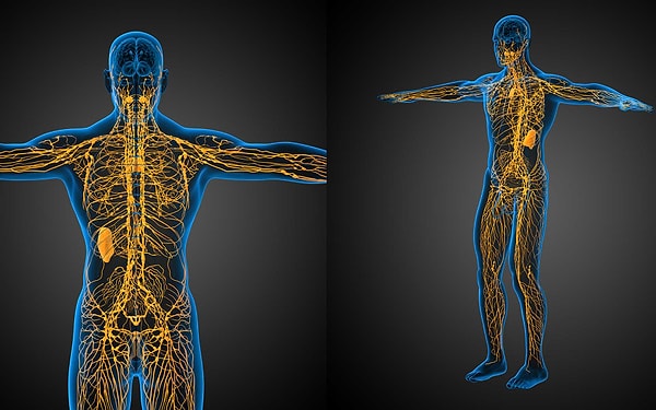 "Lenfatik sistem nedir?" diye soranlara da hemen açıklayalım.