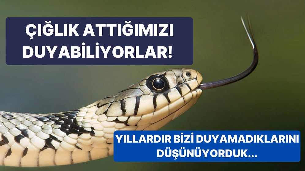 Yıllardır Bizi Duyamadıkları Düşünülüyordu: Yeni Bir Araştırmaya Göre Yılanlar Çığlıklarımızı Duyabiliyor!