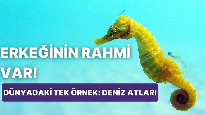 Rahmi Var Ama Sperm de Salgılıyor! Doğum Yapmasıyla Meşhur Erkek Deniz Atları