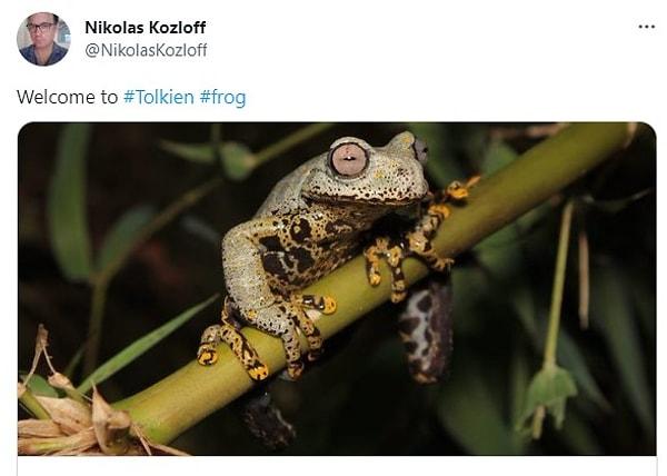 Sánchez-Nivicela, yeni kurbağaya verilen adın hayranlar tarafından iyi karşılandığını ve haberi, Tolkien’in fantastik dünyalarıyla bağlantılı sosyal medya sayfalarına ve bloglara ilettiğini söyledi.