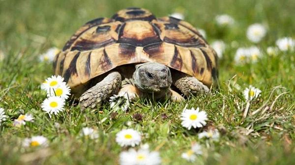 Falda kaplumbağa kabuğu görmek ne anlama gelir?