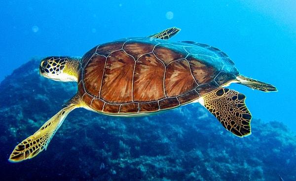 Falda deniz kaplumbağası görmek ne demektir?