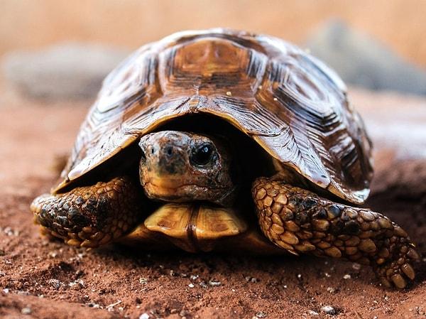 Falda kaplumbağa üzerinde insan görmek ne demektir?
