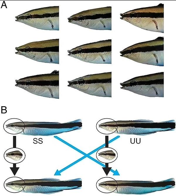 18. Ayna işareti testine tabi tutulan balıklar kendilerini tanıdı ve kendilerinden farklı olduklarını anladıkları balıklara karşı agresif davrandılar.
