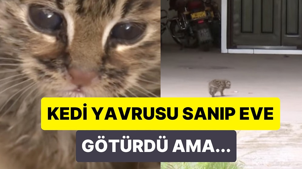 Nesli Tükenmekte Olan Vahşi Bir Türü, Sevimli Bir Kedi Yavrusu Sanıp Sahiplenen Adam