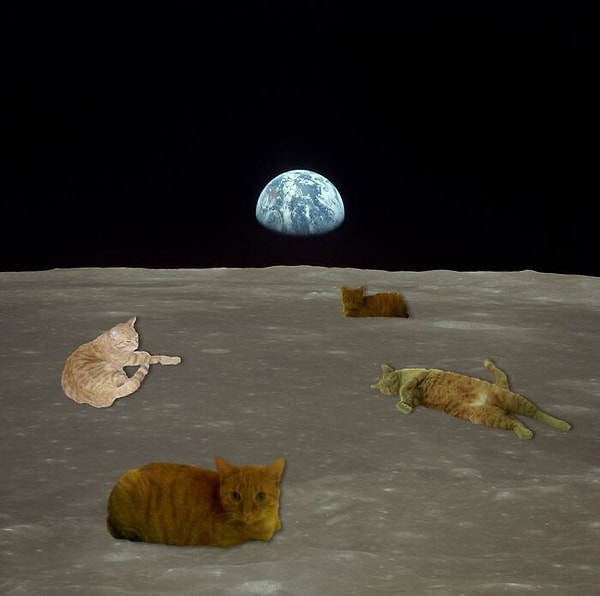 8. Котики уже и в космос пробрались 😍