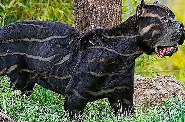 20. Закончим подборку этой интересной собакой...