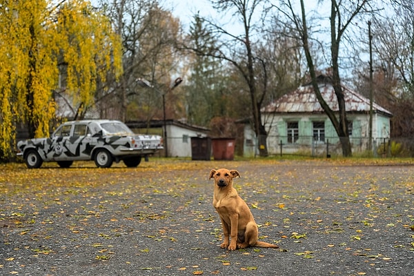 Köpekler radyasyondan pek etkilenmeyen şanslı türlerden biri.