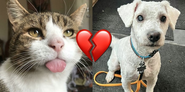 Милейшая подборка из 15 фото домашних питомцев, которая растопит ваше сердечко