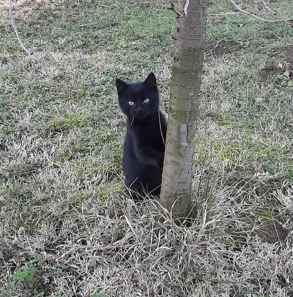 3. Так, подождите, а это точно не черный медведь?