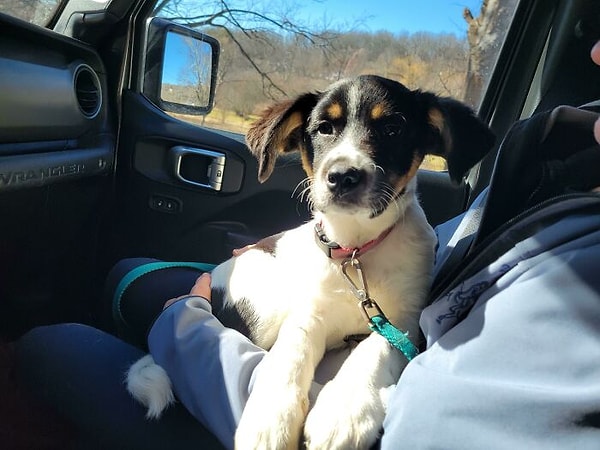 15. И, наконец, последнее фото: пес-путешественник: