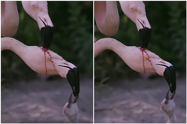 Videoda bir flamingonun diğerinin kafasını gagası yardımıyla deştiğini açıkça görebildiğimizi zannediyoruz.