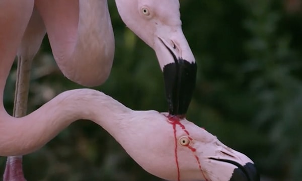 Yavrularını beslemek için ‘kusma’ yönetimini kullanan flamingoların bu sütü, onların sindirim sisteminden gelir.