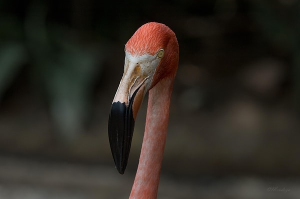 Ayrıca bu videoda her iki flamingo da aynı yavruyu beslemeye çalışıyor. Bu süt kuşların yiyecekleri sindirilmeden önce depoladıkları sindirim sisteminin bir parçasıdır diyebiliriz.