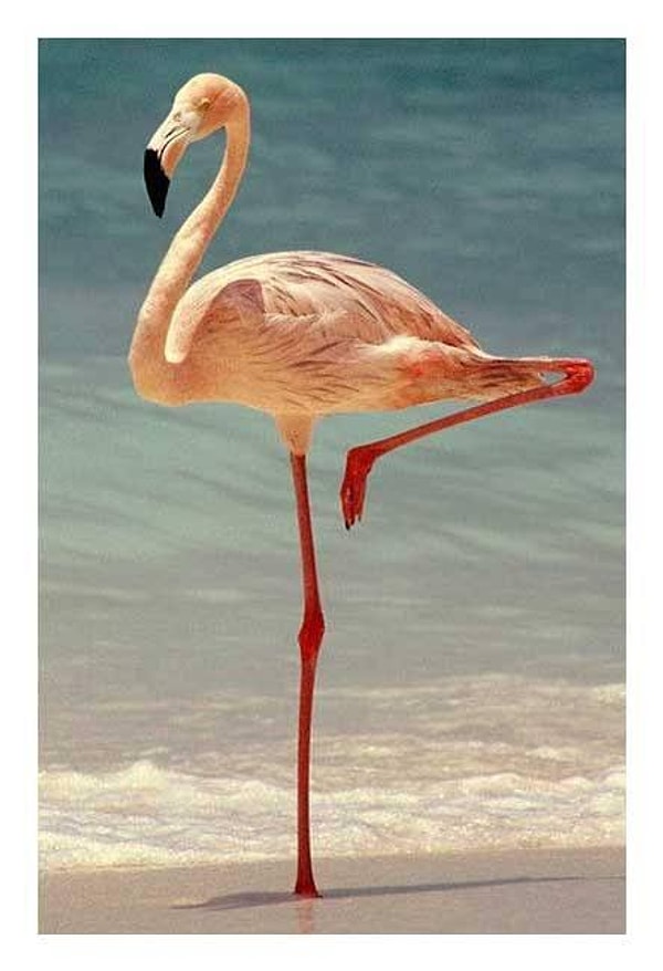 Ayrıca bu durum, flamingolar ve diğer pek çok omurgasız ve kuş türü için de geçerli.