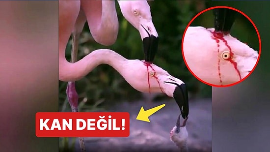 Kan Değilmiş: Yıllarca Birbirlerinin Kafasını Yediği Söylenen Flamingo Videosunun Ardındaki Gerçek Şaşırttı!