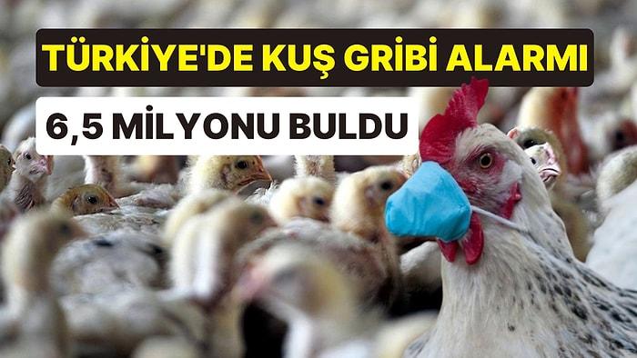 Dünyada Hızla Yayılan Kuş Gribi Salgını Türkiye'ye Sıçradı