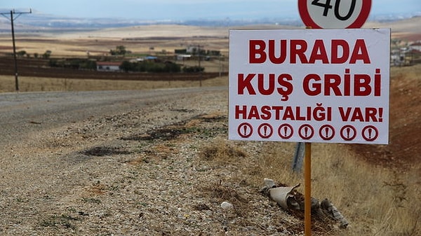 Dünya Hayvan Sağlık Örgütü’ne bildirimde bulunan Tarım ve Orman Bakanlığı, salgını kontrol altına almaya çalışıyor.