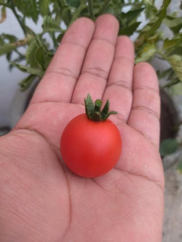 3. Pürüzsüz ve sevimli bir domates!