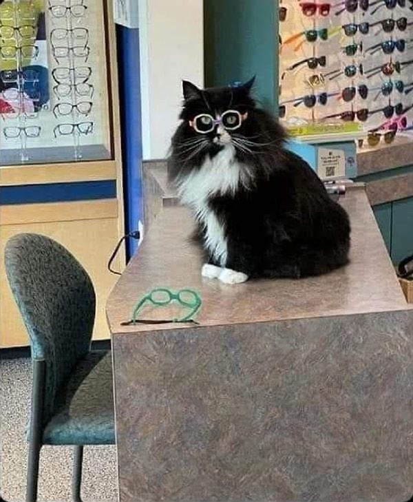 6. Kedi Truffles, çocuklar gözlük taktıkları için kendilerini kötü hissetmesin diye bu gözlükçüde çalışıyor!