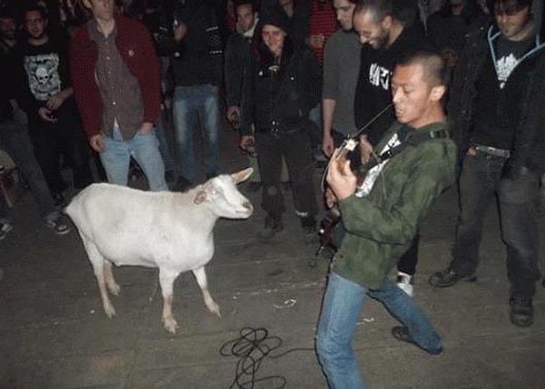 14. Artık süt vermediği için kesilmek üzere olan keçiyi bu müzisyenler kurtarmış. Adını da 'Biquette' koymuşlar.