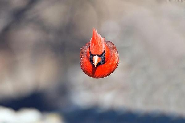 3. Kırmızı kardinaller kendilerini karıncalar ile kaplamayı seviyor.
