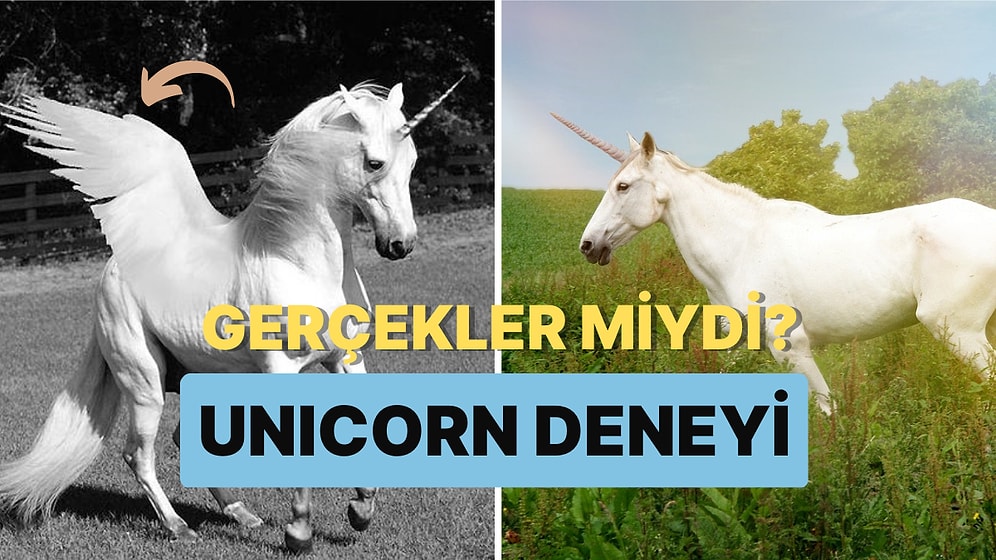 Unicornlar Gerçekten Var mıydı? Ameliyatla Tek Boynuzlu At Yaratmaya Çalışan Adam