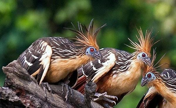 14. Hoatzin kuşlarının kanatlarında doğuştan iki pençe vardır.