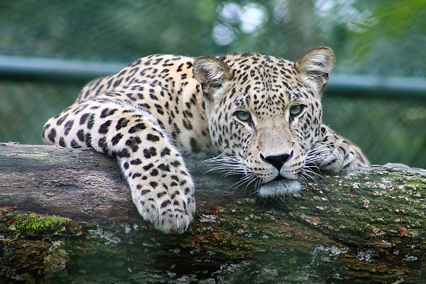 1. Amur Leoparı