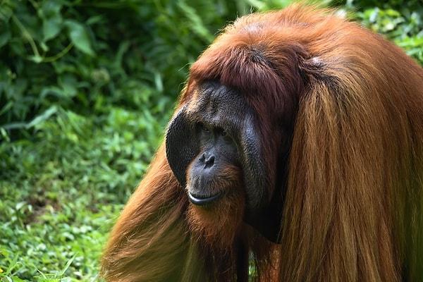 3. Borneo Orangutanı