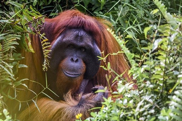 Orangutan Foundation International, bu canlıları kurtarmak için 1986'dan beri çalışıyor.