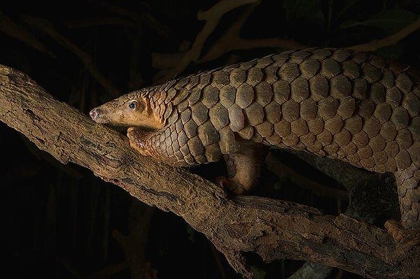 1970'ler ve 1980'lerden beri pangolinlerin avlanması için yasalar yürürlükte olsa da, birçok ülkede pangolinleri yasadışı vahşi yaşam pazarlarında görmek hala yaygındı.