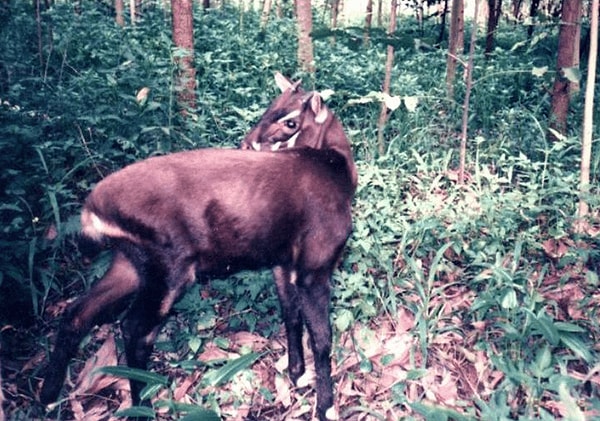 8. Saola