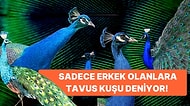 Herkesi Kendine Hayran Bırakan Güzeller Güzeli Tavus Kuşları Hakkında Bilmediğiniz 10 Gerçek