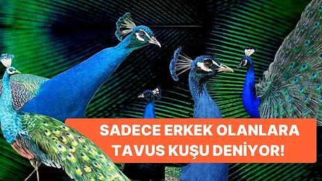 Herkesi Kendine Hayran Bırakan Güzeller Güzeli Tavus Kuşları Hakkında Bilmediğiniz 10 Gerçek