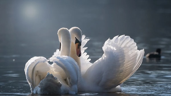 8. Лебеди умеют душить мелких животных до смерти.